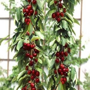 Nízkokmenná čerešňa stĺpovitá (Prunus avium) ´QUEEN MARY ´ - stredne skorá 150-200 cm - voľnokorenná